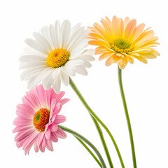 Obraz premium Bright and cheerful daisy flowers on white background perfect for spring nature