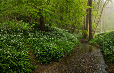 Early morning foggy spring woodland near Telham hill Battle east Sussex south east England UK