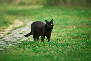 Black cat walking through green grass in backyard close-up