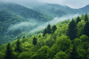 Misty Green Forest Awakening in Spring Under a Soft Fog Generative AI