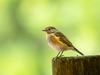 森の中で周りを見渡しているルリビタキ
