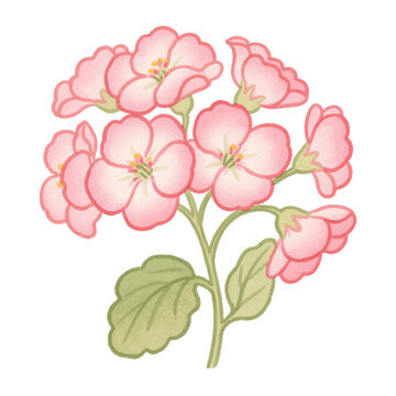 pink watercolor geranium flowers on white clip art preview