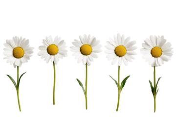 Five White Daisies on Transparent Background, PNG