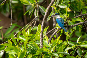Collared Kingfisher - Todiramphus chloris, beautiful blue and white kingfisher from Southeast Asian lakes, rivers and mangrove forests, Singapore.