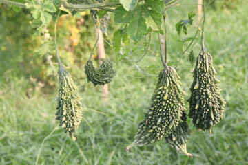 Bitter melon on tree in the farm are cash crops