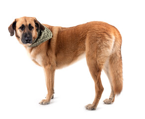 Obraz premium Spanish Mastiff in studio