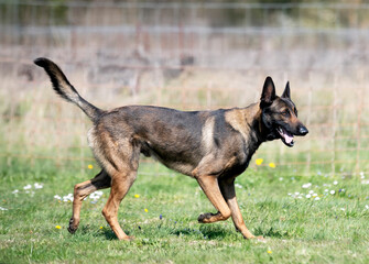 obedience training with a malinois