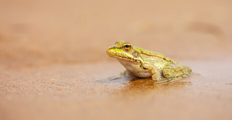 The frog sits on the sand on the shore of the lake. Beautiful wildlife landscape with place for text. The concept of protecting wildlife and ecology.