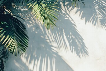 Palm leaves cast shadows on a light gray wall