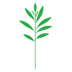 Fototapeta premium green plant isolated on white background