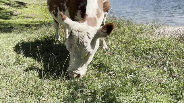 Fresh grass is cut by a cow on the banks of the Limay River in El Choc&oacute;n. Its large nose moves toward the camera. The cow chews its cud as it eats, and its large white and brown ears move.