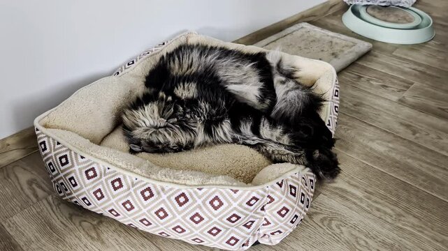 Fluffy Maine Coon tabby cat sleeping curled up in a soft, patterned bed on wooden floor