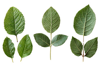 Various Types of Green Leaves Isolated on a Transparent Background