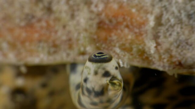 Extreme Close-Up of a Queen Conch&rsquo;s Eye in the Caribbean Sea, Bonaire