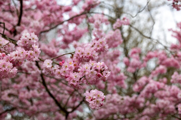 Vibrant pink cherry blossoms elegantly bloom on branches, beautifully showcasing the enchanting arrival of spring