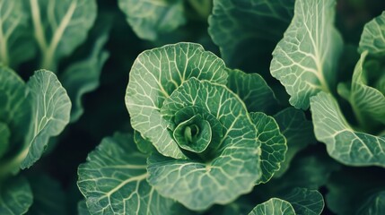 Obraz premium Two heads of fresh Napa cabbage on a white background.