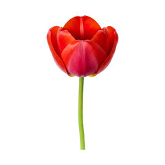 Tulip Flower PNG &ndash; Transparent Background, High-Resolution