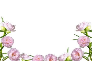 Pink flower frame isolated