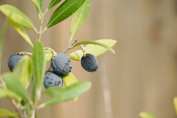 Close-up of Dry Olives on Olive Branch