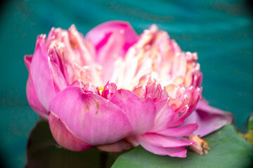 Lotus pond. Water lily close up. Sacred lotus flower in Buddhism. Calmness and tranquility. Spa...