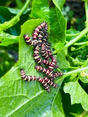 caterpillar on a leaf