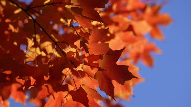 Autumn foliage background. Autumn fall leaves of maple trees. Autumnal fall tree in sunlight. Natural autumn background. Autumnal background. Maple branches. Natures autumn palette. Maple tree.
