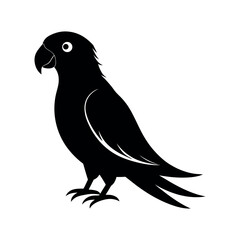 golden conure silhouette