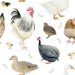 Watercolor farm birds seamless pattern on white. Hand drawn rooster, spotted guinea fowl, chickens, ducks and quail with eggs repeat background. Poultry yard birds for village animal designs