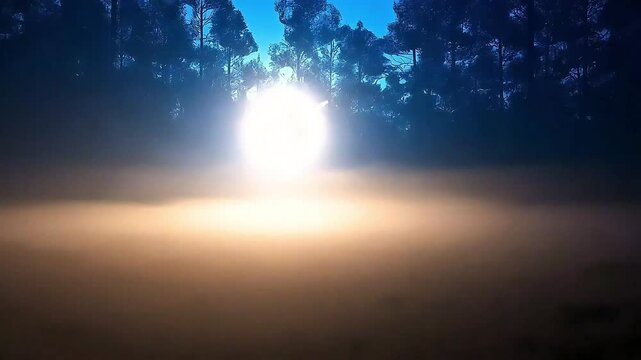 Ethereal Forest Day to Night Cycle Morph Transition Loop Natural Light 4K UHD