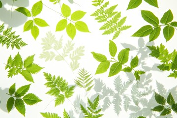 Fresh green leaves pattern on white background