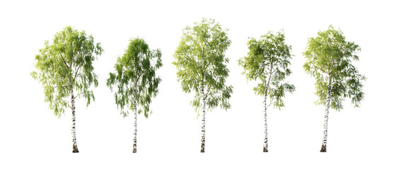 Obraz premium Silver Birch Trees Against Transparent Background