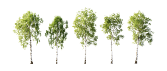 Silver Birch Trees Against Transparent Background