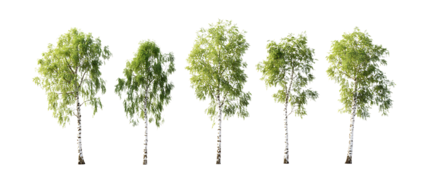 Silver Birch Trees Against Transparent Background
