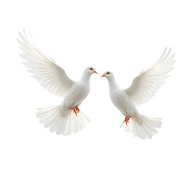 Obraz premium white dove flying