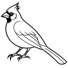 Elegant Cardinal Outline Vector Design