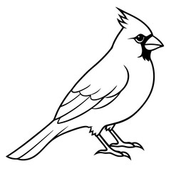 Elegant Cardinal Outline Vector Design
