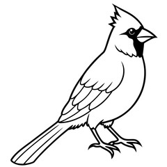 Elegant Cardinal Outline Vector Design