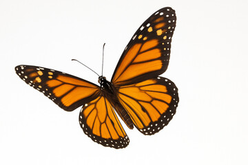 Fototapeta premium Monarch Butterfly in Flight – High Resolution Macro on White Background