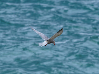 seagull flying over the sea