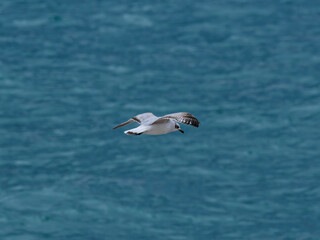 seagull flying over the sea