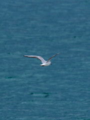 seagull flying over the sea
