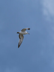seagull flying beautiful blue sky