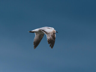 seagull flying beautiful blue sky
