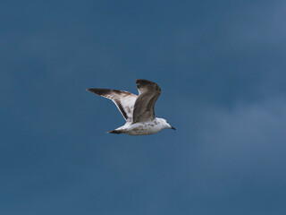 seagull flying beautiful blue sky