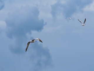 beautiful seagulls flying in the sky