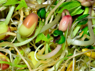Bean Sprouts