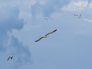 beautiful seagulls flying in the sky