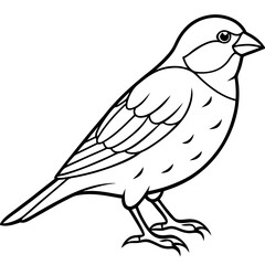 Elegant Finch One-Line Drawing