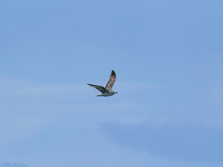 seagull flying beautiful blue sky