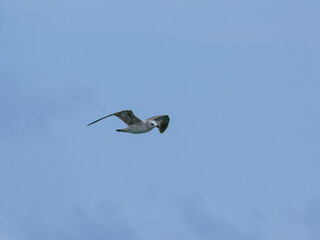 seagull flying beautiful blue sky